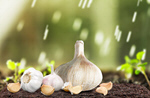 Сlipart background bulb food fresh garlic   BillionPhotos