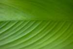 Сlipart Leaf Green Macro Close-up Pattern photo  BillionPhotos