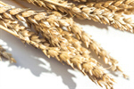 Сlipart wheat farm cereal flour grain photo  BillionPhotos