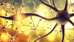 Сlipart Nerve Cell Brain Human Nervous System Synapse Cell   BillionPhotos