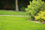Сlipart Landscaped Lawn Sidewalk Front or Back Yard Grass photo  BillionPhotos