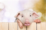 Сlipart piglet pig pets farm animals   BillionPhotos