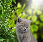 Сlipart kitty adorable animal background beautiful   BillionPhotos