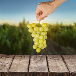 Сlipart Grape Human Hand Fruit Men Close-up   BillionPhotos