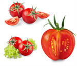 Сlipart tomato isolated vegetarian meal ripe   BillionPhotos