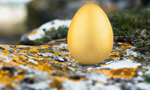 Сlipart Easter Easter Egg Eggs Animal Egg Spring   BillionPhotos