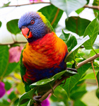 Сlipart Parrot Bird Lorikeet Pets Parakeet photo free BillionPhotos