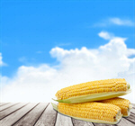 Сlipart corn cob grain wet ripe   BillionPhotos