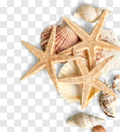 Сlipart Starfish Shell Sea Life Sand White photo cut out BillionPhotos