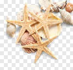 Сlipart Starfish Shell Sea Life Sand White photo cut out BillionPhotos