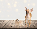 Сlipart cat dog happy holiday season   BillionPhotos