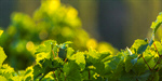 Сlipart Vine Grape Winery Grape Leaf Leaf photo  BillionPhotos
