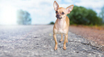 Сlipart chihuahua dog little street walking   BillionPhotos
