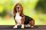Сlipart basset hound large eyes background   BillionPhotos