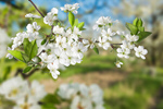 Сlipart cherry flower orchard sweet nature   BillionPhotos