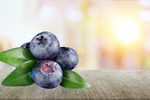 Сlipart blueberry background white berry blue   BillionPhotos
