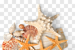 Сlipart Starfish Shell Sea Life Sand White photo cut out BillionPhotos