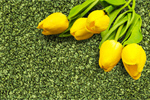 Сlipart Tulips on grass anniversary background celebrate chic   BillionPhotos