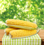 Сlipart corn maize agriculture background canned   BillionPhotos