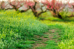 Сlipart blossom sakura cherry forest landscape photo  BillionPhotos