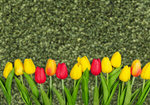 Сlipart Tulips on grass anniversary background celebrate chic   BillionPhotos