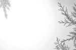 Сlipart shadow christmas overlay pine abstract   BillionPhotos