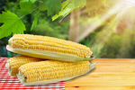 Сlipart corn cob agriculture background bio   BillionPhotos