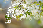 Сlipart cherry flower orchard sweet nature   BillionPhotos