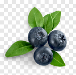Сlipart Blueberry Fruit Berry Fruit White Background Blue photo cut out BillionPhotos