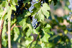 Сlipart Vineyard Grape Winemaking Red Grape Agriculture photo  BillionPhotos