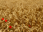 Сlipart Wheat Whole Wheat Crop Cereal Plant Corn Crop photo  BillionPhotos
