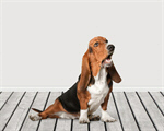Сlipart Basset Hound Hound Dog Looking Up White   BillionPhotos