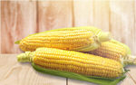 Сlipart corn cob agriculture background bio   BillionPhotos