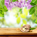 Сlipart walnuts closeup white brown snack   BillionPhotos