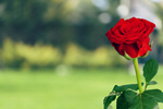 Сlipart rose red png photo single   BillionPhotos