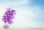 Сlipart Lavender Flower Isolated Purple Plant   BillionPhotos
