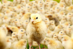 Сlipart chick baby agriculture alone animal   BillionPhotos