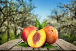 Сlipart Peach Fruit Nectarine Isolated Apricot   BillionPhotos