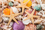 Сlipart Shell Starfish Beach Multi Colored Sea photo  BillionPhotos