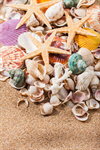 Сlipart Shell Starfish Beach Multi Colored Sea photo  BillionPhotos