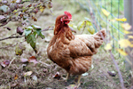 Сlipart Chicken Animal Poultry Bird Isolated photo  BillionPhotos