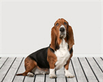 Сlipart Basset Hound Dog Hound Isolated White Background   BillionPhotos