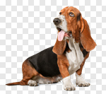 Сlipart Dog Basset Hound Puppy Sadness Depression photo cut out BillionPhotos