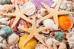 Сlipart Shell Starfish Beach Multi Colored Sea photo  BillionPhotos