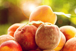 Сlipart agriculture apricots background branch crop   BillionPhotos