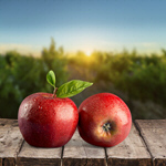 Сlipart Apple Red Leaf Fruit Stem   BillionPhotos