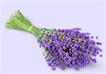 Сlipart Lavender Bouquet Lavender Coloured Flower Isolated   BillionPhotos