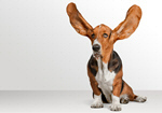 Сlipart Dog Listening Animal Ear Humor Animal   BillionPhotos