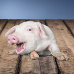Сlipart pig farm background small white   BillionPhotos