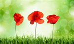 Сlipart Poppy Flower Red Spring Growth   BillionPhotos